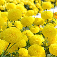 Light Yellow Marigold Flower Seeds for Planting – Shade Tolerant, Heirloom, Non-GMO & High Germination Seeds