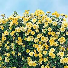 Yellow White Climbing Rose Flower Seeds for Planting – Heirloom, Non-GMO, High Germination Organic Garden Seeds