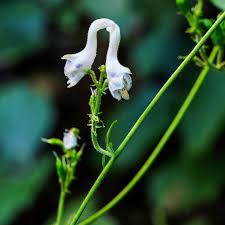 Swan Flower Seeds for Planting – Heirloom, Non-GMO, High Germination Organic Garden Seeds