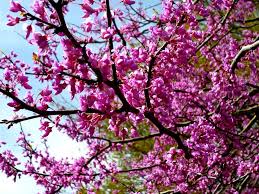 Pink Canadensis Flower Seeds for Planting – Low-Maintenance Heirloom, Non-GMO, High Germination Garden Seeds