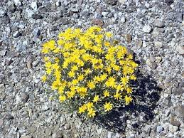 Yellow Erigeron Flower Seeds for Planting – Heirloom, Non-GMO, Colorful Display, High Germination