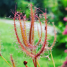 Green Sundew Clip Flower Seeds for Planting – Bright Blooms, Heirloom, Non-GMO, High Germination Organic Seeds