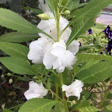 White Balsamine Flower Seeds for Planting – Drought Tolerant, Heirloom, Non-GMO Seeds for Home Garden