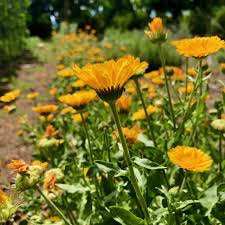Resina Calendula Flower Seeds for Planting – Heirloom, Non-GMO, High Germination Organic Garden Seeds