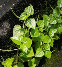 Peperomia Pellucida Flower Seeds for Planting – Seasonal Bloomer, Heirloom, Non-GMO, High Germination Garden Seeds