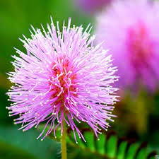 Mimosa Flower Seeds for Planting - Heirloom, Non-GMO, High Germination Organic Garden Seeds