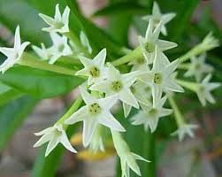 Cestrum Nocturnum Flower Seeds for Planting – Heirloom, Non-GMO, High Germination Organic Garden Seeds