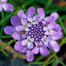 Violet Iberis Flower Seeds for Planting | Heirloom Non-GMO High Germination Organic Garden Seeds