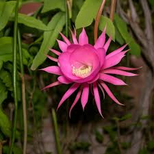 Pink Epiphyllum Oxypetalum Flower Seeds for Planting – Heirloom, Non-GMO, High Germination Organic Garden Seeds