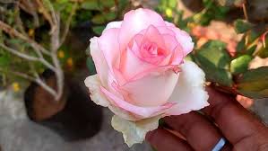 Pink & White Rose Flower Seeds for Planting – Heirloom, Non-GMO, Organic Garden Seeds with High Germination