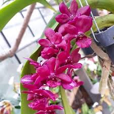 Phalaenopsis Flower Seeds for Planting – Sun Loving Heirloom Non-GMO High Germination Organic Garden Seeds