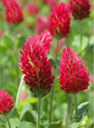 Crimson Red Clover Flower Seeds for Planting – Premium Quality, Heirloom, Non-GMO Seeds for Home Garden