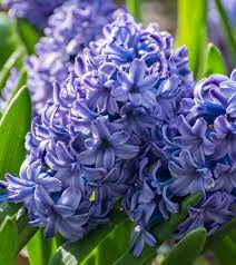 Blue Hyacinthus Flower Seeds for Planting | Heirloom Non-GMO High Germination Organic Garden Seeds