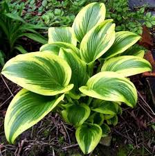 Green Hosta Flower Seeds for Planting | Heirloom Non-GMO High Germination Organic Garden Seeds