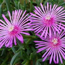 Delosperma Cooperi Flower Seeds for Planting – Heirloom, Non-GMO Seasonal Organic Garden Seeds