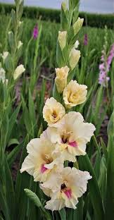 Peach Cream Gladiolus Flower Seeds – Heirloom, Non-GMO, High Germination Organic Garden Seeds for Planting