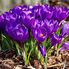 Autumn Crocus Flower Seeds for Planting – Bright Blooms, Heirloom, Non-GMO & High Germination Seeds