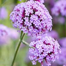 Purple Verbena Bonariensis Flower Seeds for Planting – Heirloom Non-GMO High Germination Organic Garden Seeds
