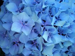 Blue White Azalea Flower Seeds for Planting – Heirloom, Non-GMO, High Germination Organic Garden Seeds