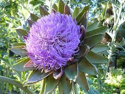 Cynara Flower Seeds for Planting – Compact Growth Heirloom Non-GMO High Germination Organic Garden Seeds