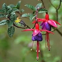 Black & Pink Fuchsia Flower Seeds for Planting | Heirloom Non-GMO High Germination Organic Garden Seeds