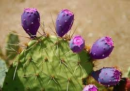 Fruit Seeds,Garden seeds, Seeds For Planting,Plant Seeds