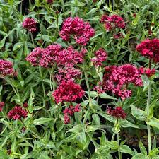 Flower Seeds, Seeds,Seeds For Planting,Plant Seeds