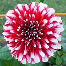 White and Red Chrysanthemum Flower Seeds for Planting – Fragrant Heirloom Non-GMO, High Germination Organic Garden Seeds