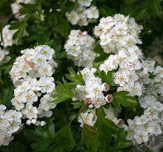 Crataegus Flower Seeds for Planting – Heirloom, Non-GMO, Shade Tolerant, High Germination