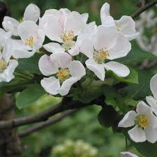 Malus Flower Seeds for Planting – Low Maintenance, Heirloom & Non-GMO Seeds