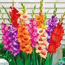 Gladiolus Flower Seeds for Planting – Heirloom, Non-GMO, Vibrant Colors Organic Garden Seeds