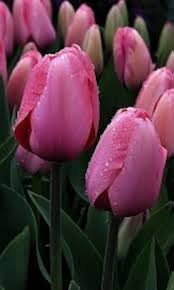 Deep Pink Tulip Flower Seeds – Heirloom, Non-GMO, High Germination Organic Garden Seeds for Planting