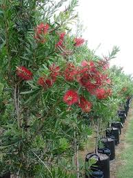 BottleBrush Flower Seeds for Planting – Compact Growth, Heirloom, Non-GMO, High Germination Garden Seeds