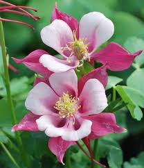 White Pink Aquilegia Flower Seeds for Planting | Heirloom Non-GMO High Germination Organic Garden Seeds