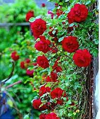 Flower Seeds, Seeds,Seeds For Planting,Plant Seeds