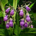 Symphytum Flower Seeds for Planting – Heirloom, Non-GMO, High Germination Garden Seeds