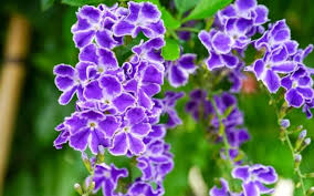Duranta Repens Flower Seeds for Planting – Heirloom, Non-GMO, High Germination Organic Garden Seeds