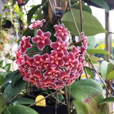 Maroon Hoya Flower Seeds for Planting – Heirloom, Non-GMO, Hardy Organic Garden Seeds