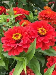 Burgundy Zinnia Elegans Flower Seeds for Planting – Drought Tolerant, Heirloom, Non-GMO Seeds for Home Garden