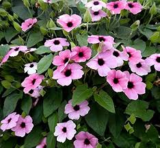Light Pink Thunbergia Flower Seeds – Heirloom, Non-GMO, High Germination Organic Garden Seeds