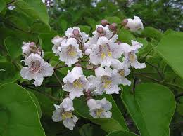 Catalpa Flower Seeds for Planting | Heirloom Non-GMO High Germination Organic Garden Seeds