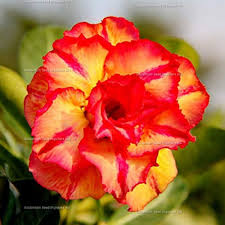 Adenium Obesum Orange Flower Seeds for Planting - Heirloom, Non-GMO, High Germination Organic Garden Seeds