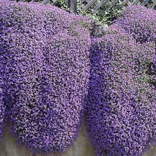 Violet Aubrieta Rock Cascade Flower Seeds for Planting – Heirloom, Non-GMO, High Germination Organic Garden Seeds
