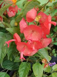 Heirloom Holmskioldia Flower Seeds – Non-GMO, High Germination Organic Garden Seeds