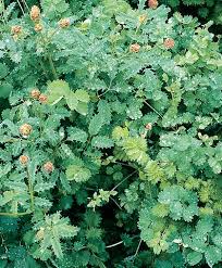 Green Tromboncino flower seeds for planting - Heirloom & Non‑GMO Garden Seeds