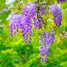 Wisteria Purple Flower Seeds for Planting – Heirloom Non-GMO, High Germination Organic Garden Seeds