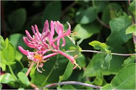 Heirloom Lonicera Tatarica Flower Seeds for Planting – Fragrant Blossoms, Non-GMO, High Germination Organic Garden Seeds