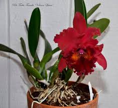 Red Bell Orchid Flower Seeds - Heirloom, Non-GMO, High Germination Organic Garden Seeds for Planting