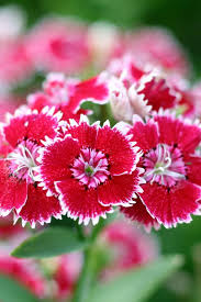 Burgundy White Dianthus Flower Seeds for Planting – Fragrant Heirloom Non-GMO Garden Seeds