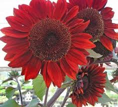 Red Sunflower Flower Seeds – Non-GMO, High Germination Heirloom Organic Garden Seeds